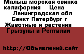 Малыш морская свинка калифорния  › Цена ­ 2 500 - Ленинградская обл., Санкт-Петербург г. Животные и растения » Грызуны и Рептилии   